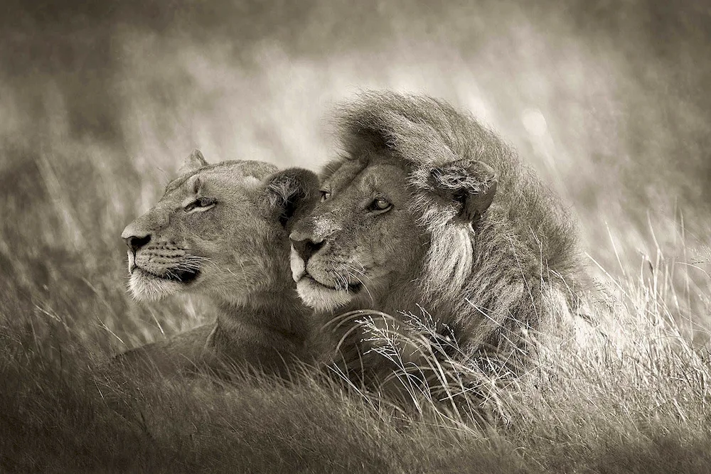 Lion and lioness