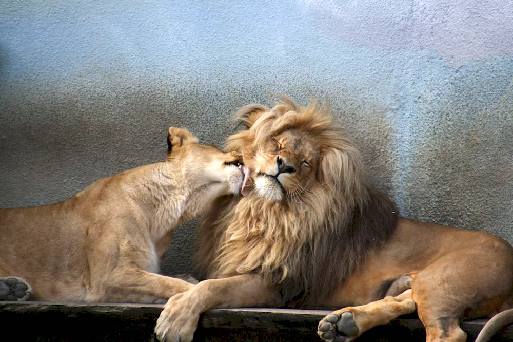 Lion and lioness