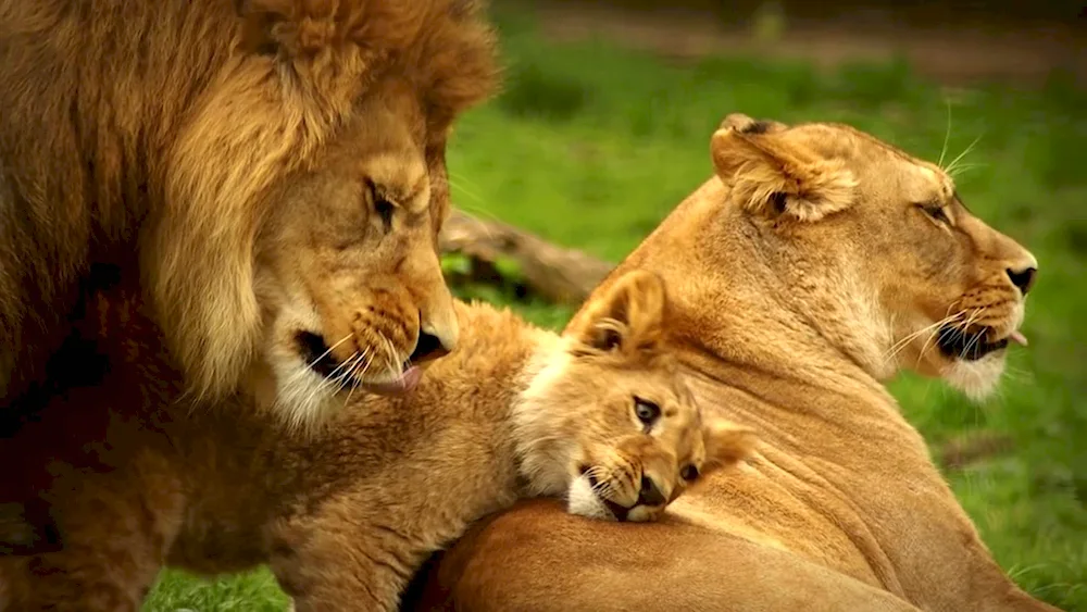 Lion family with 2 lion cubs