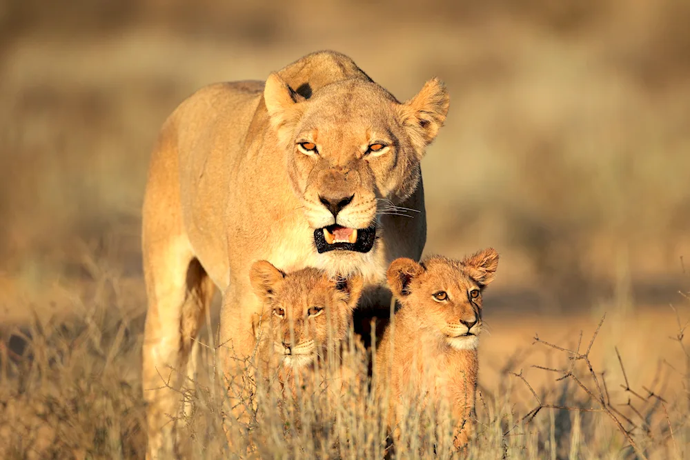 Lion lioness and lion cub