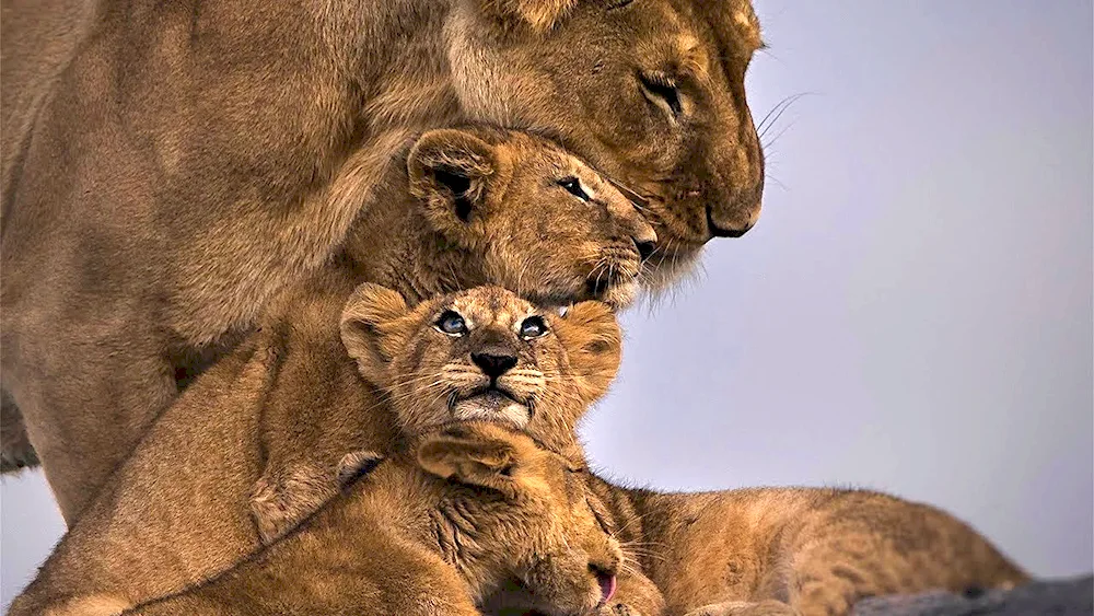 Lion cub and lioness