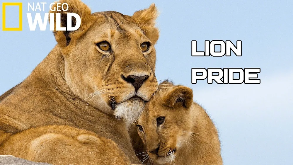 Lion lioness and lion cub