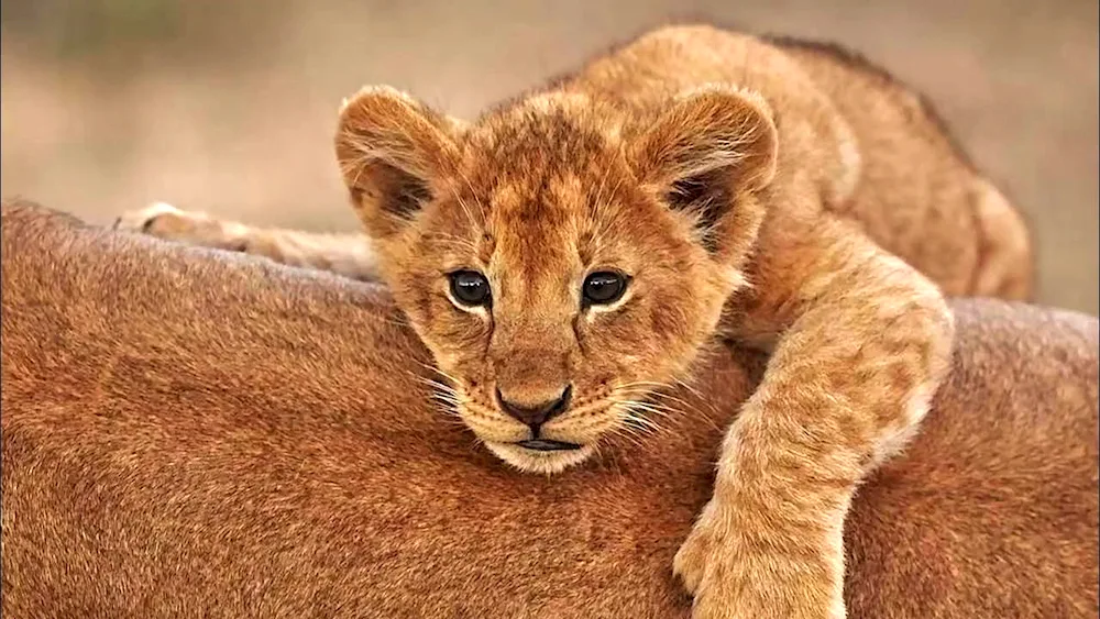 Lion cub and lion cub