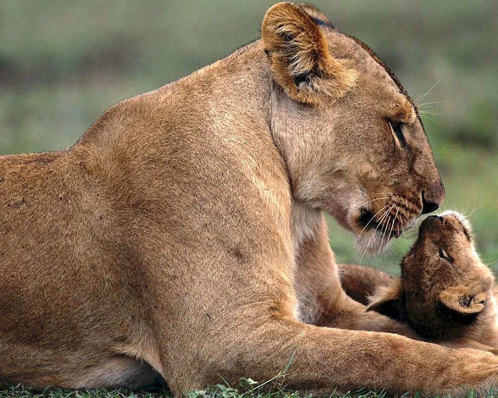 Lioness and lion cub