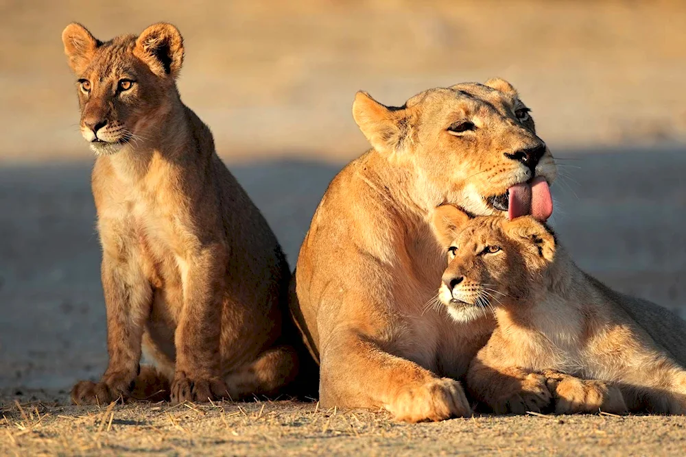 Lioness and lion cub