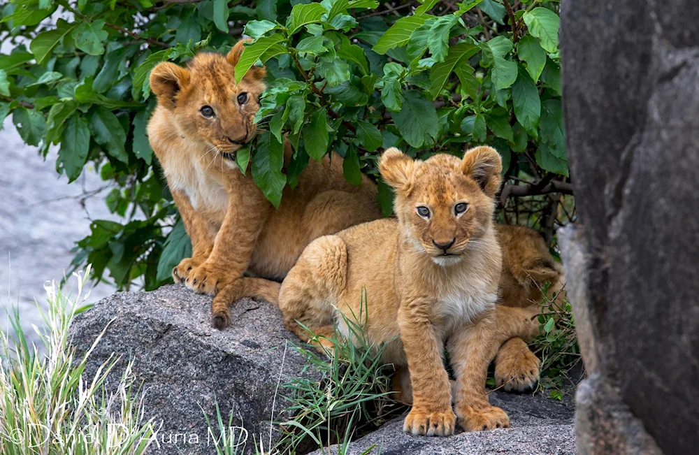 Lion cub lion cub lion cub lion cub lion cub lion king film