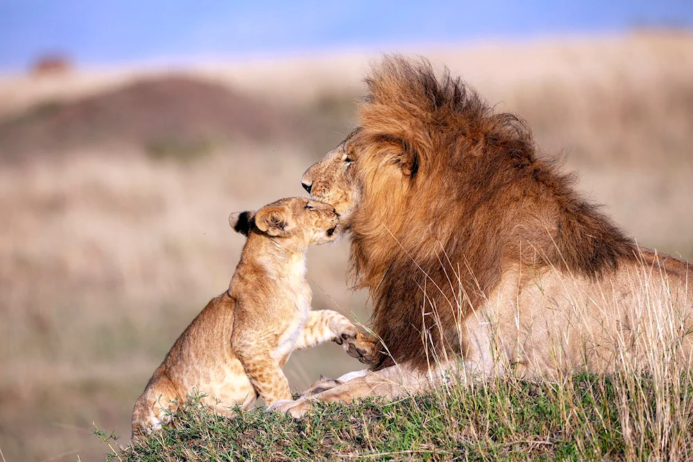 Lions Pride