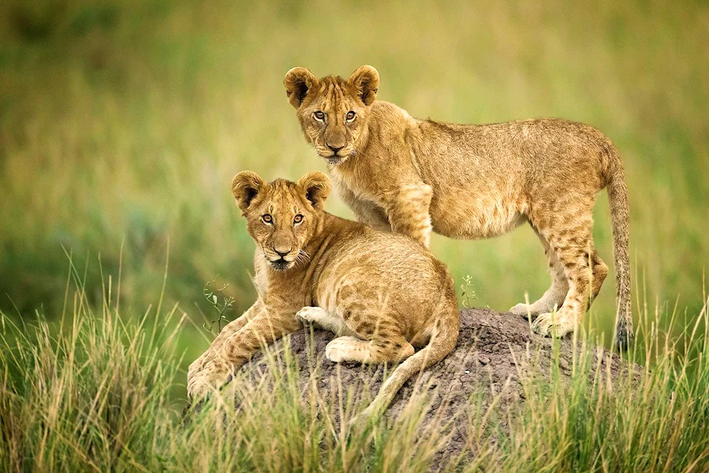 Lion cub and lion cub