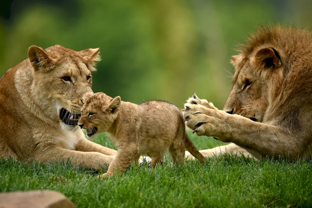 Lion lioness and lion cub family