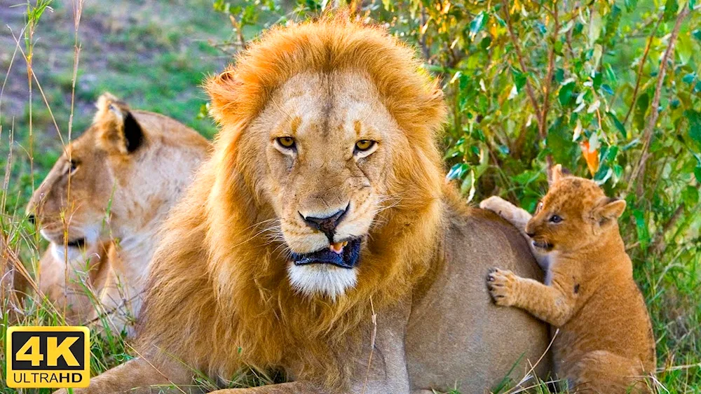 Lion lioness. Lion cub lion cubs