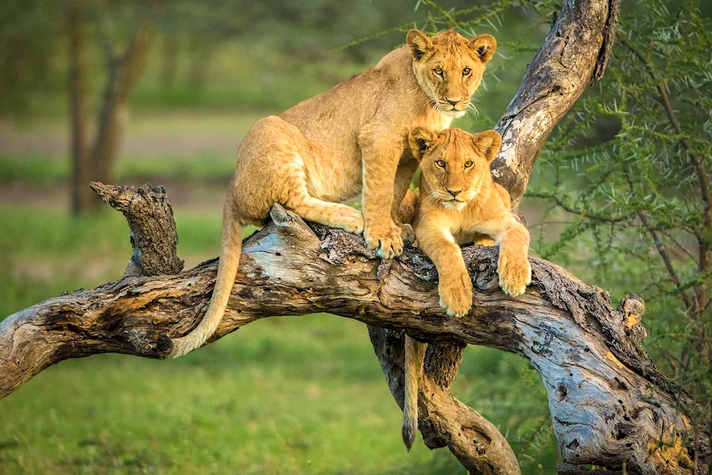 Lioness and lion cub lion cub lion cub lion cub lion cub lion cub lion cub lion cub lion cub lion cub lion cub lion cub lion cub lion cub lion cub lion cub lion cub lion cub lion cub lion cub lion cub lion cub lion cub pride