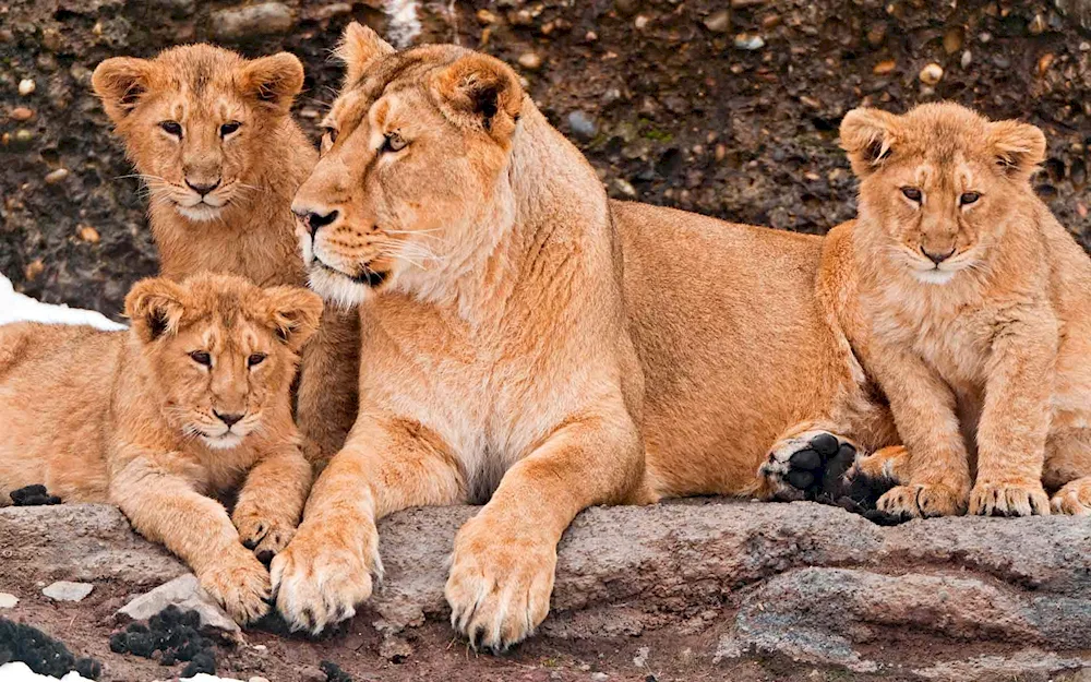 Lion lioness three lion cubs family