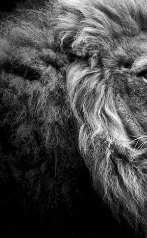 Lion wallpaper