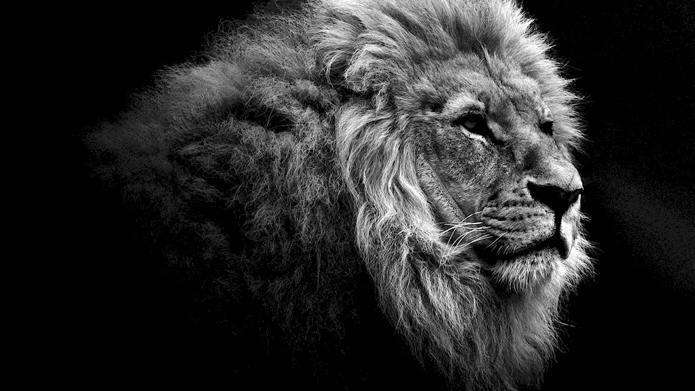 Lion wallpaper