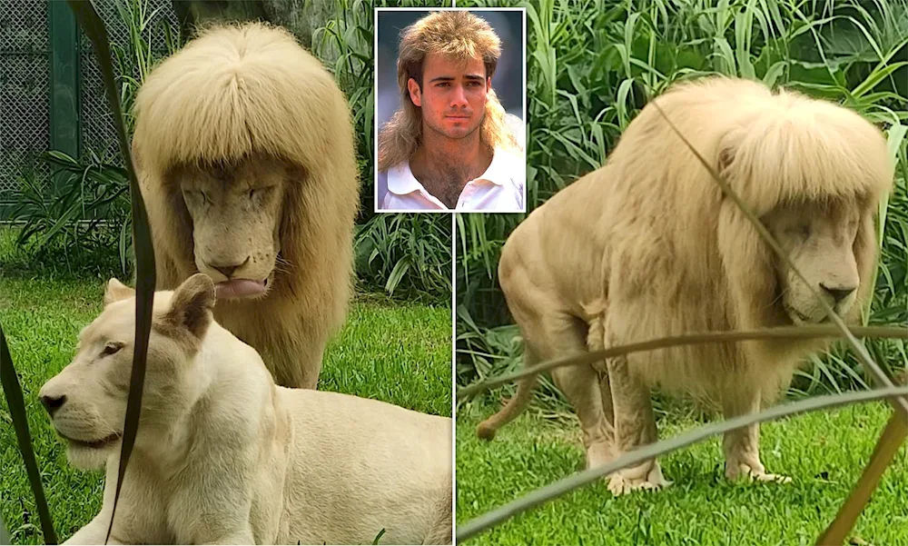 Loch haircut Lion