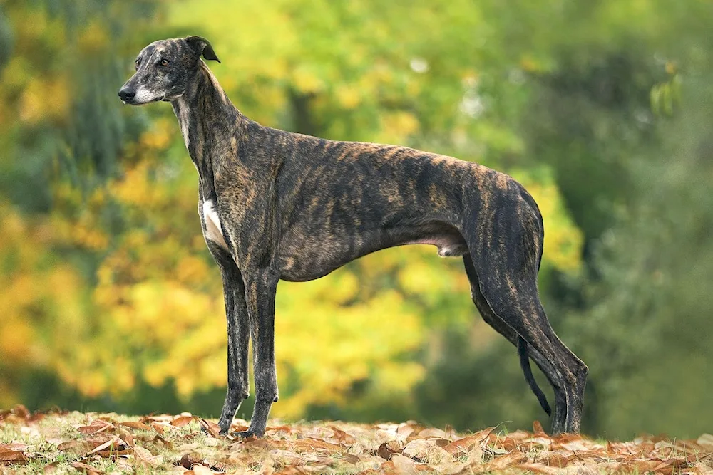 Levretka hound