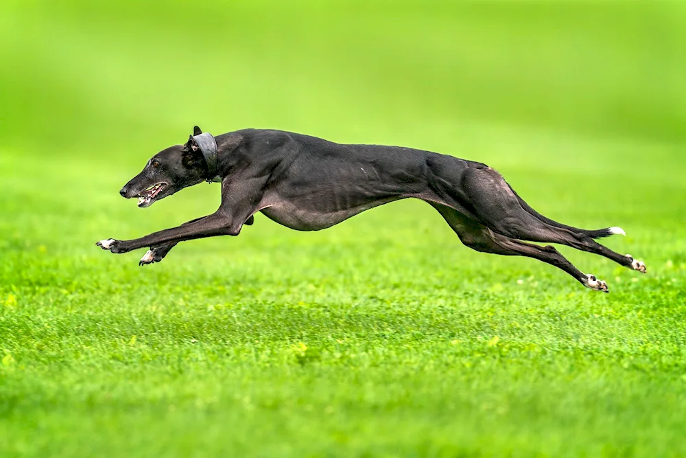 Dog jumping