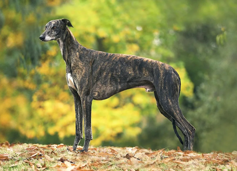 Levretka Greyhound Greyhound