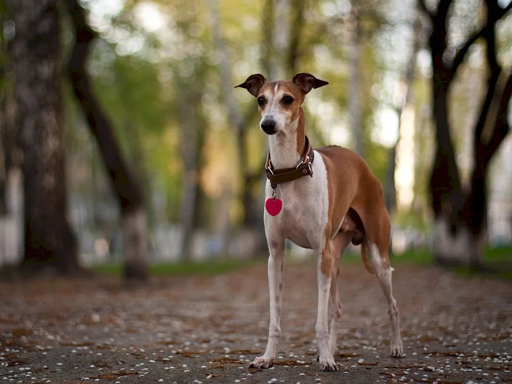 Levretka crested greyhound