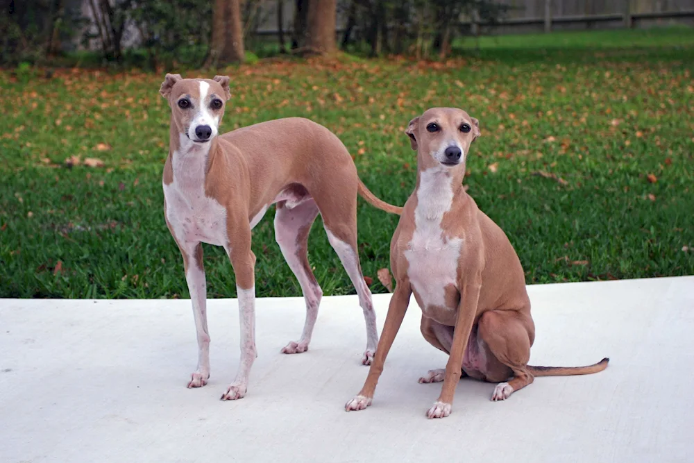 Levretka breed