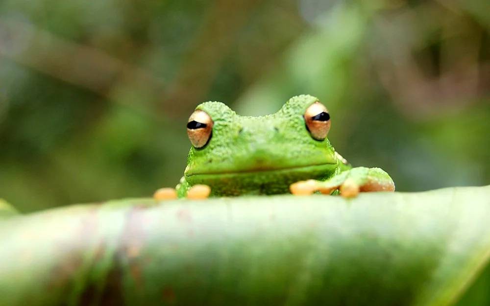 Treefrog