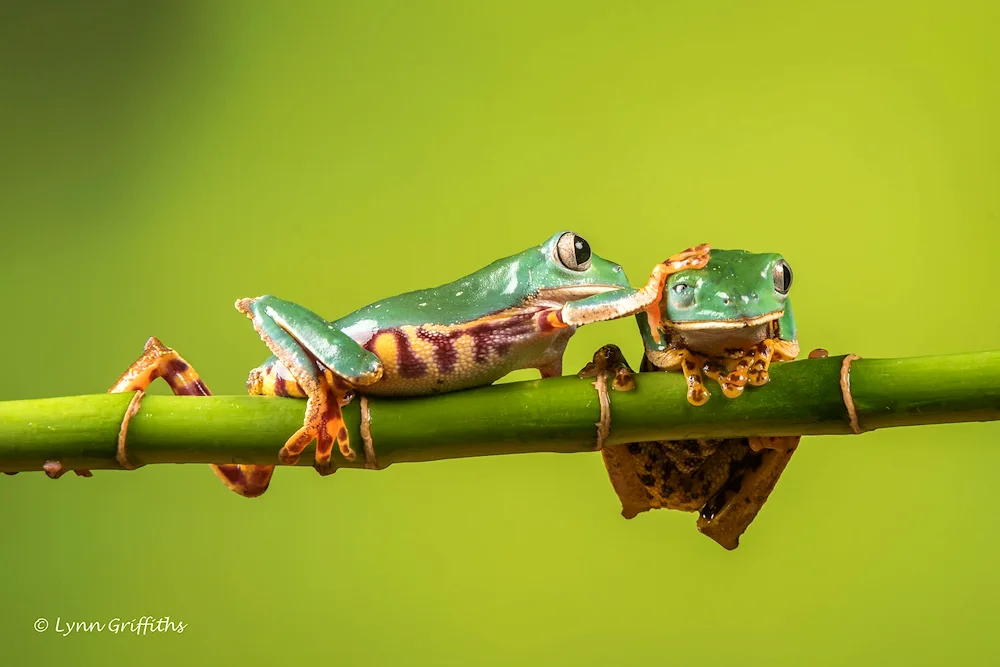 Green Frog Green Frog green with orange