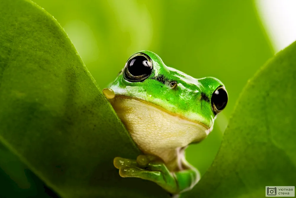 Frog 4