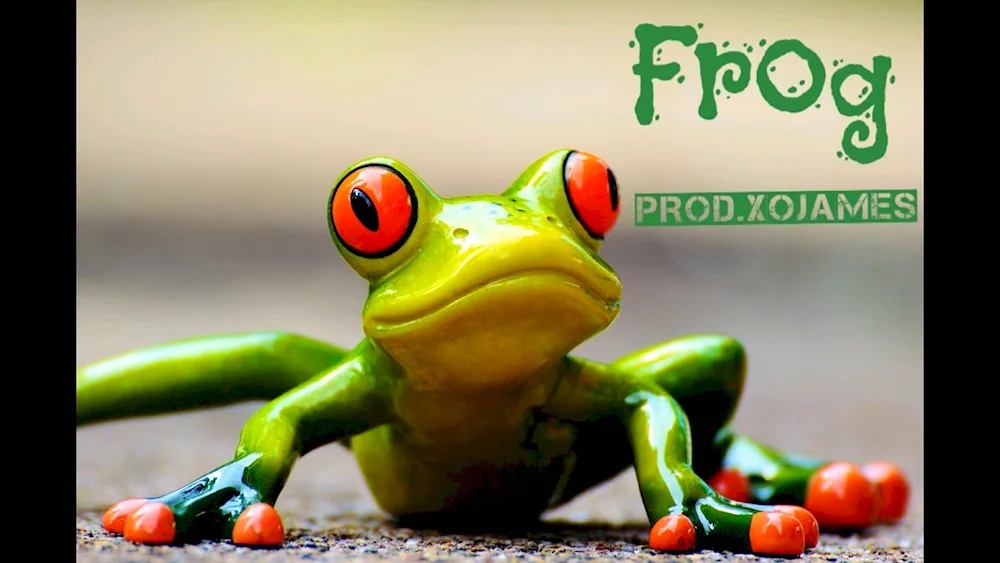 Red-eyed kwaksha frog