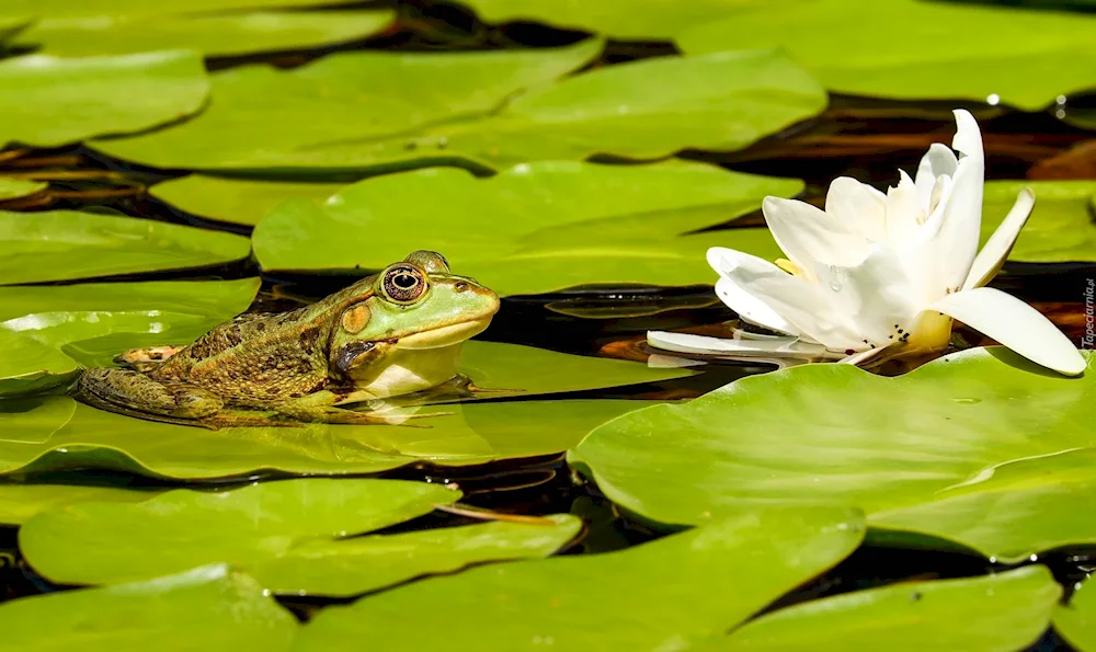 Swamp frog