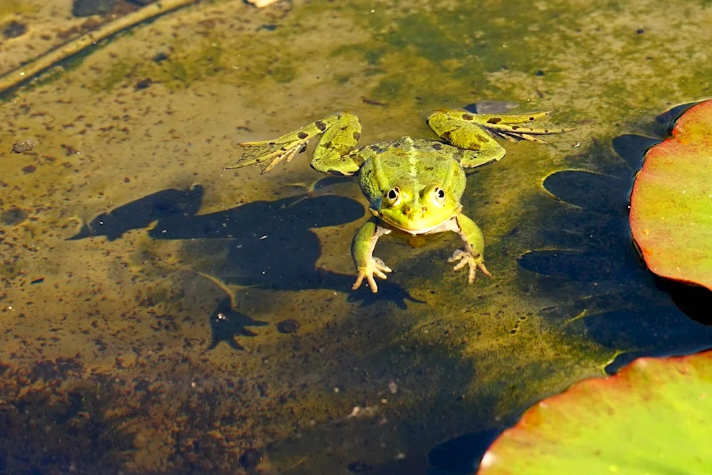 Bullfrog Tadpoles