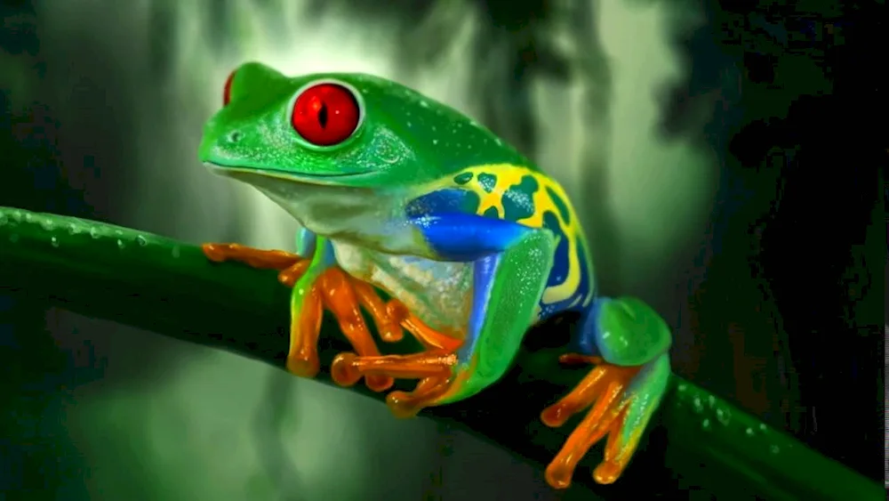 Fringed tree frog