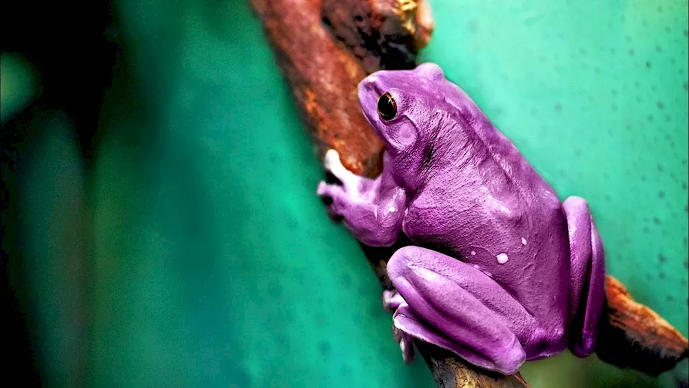 Treefrog Purple