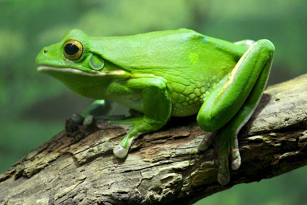 Green Frog