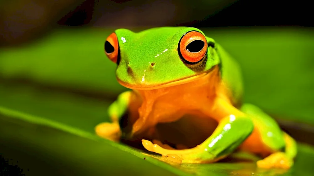 Green Frog green with orange