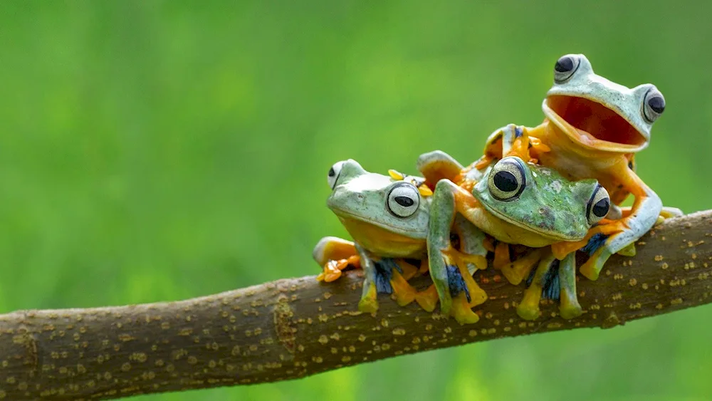 Red-eyed kwaksha frog