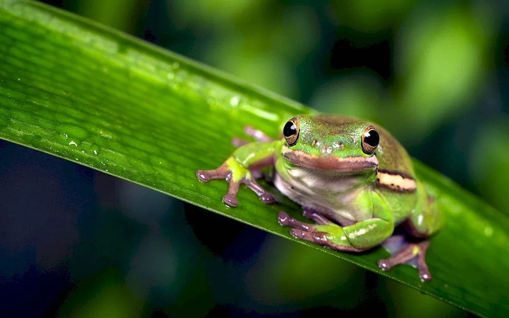 Holodushka Frog