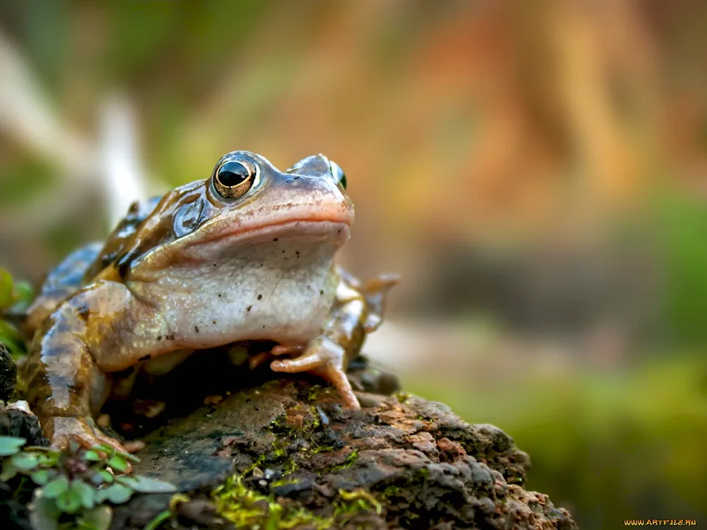 Crab-eating Frog