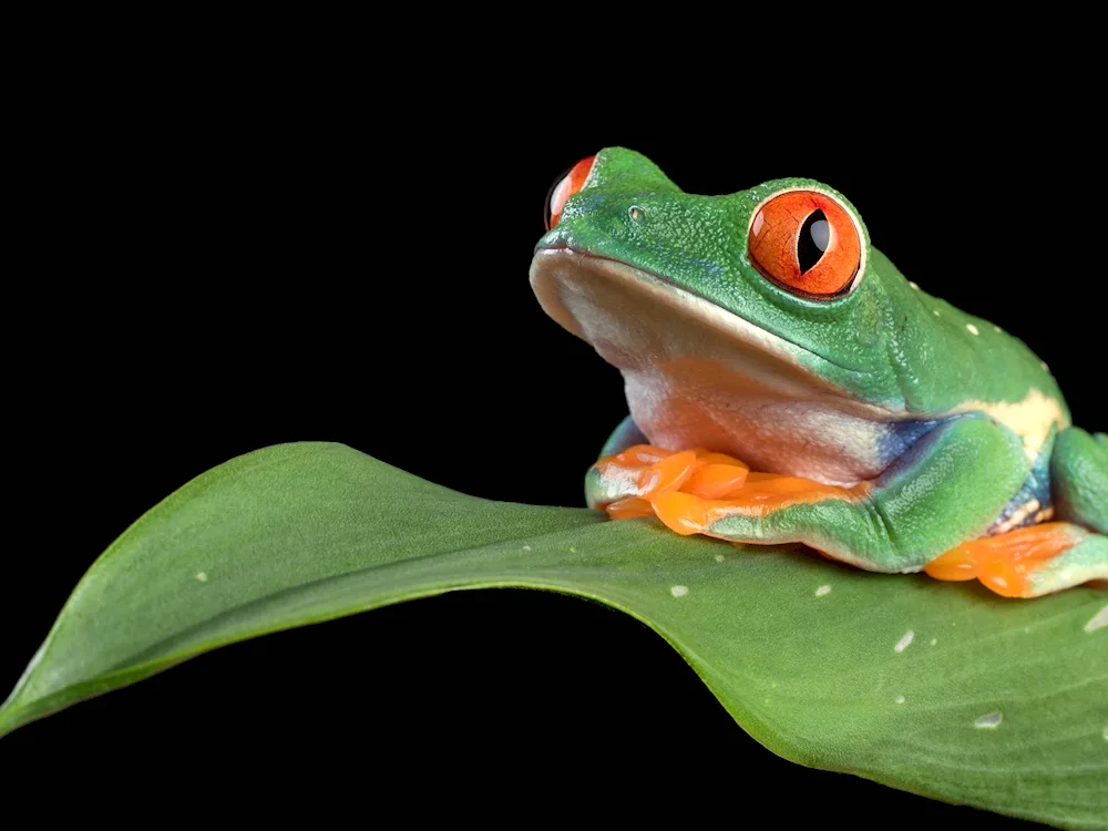 Toad and frog