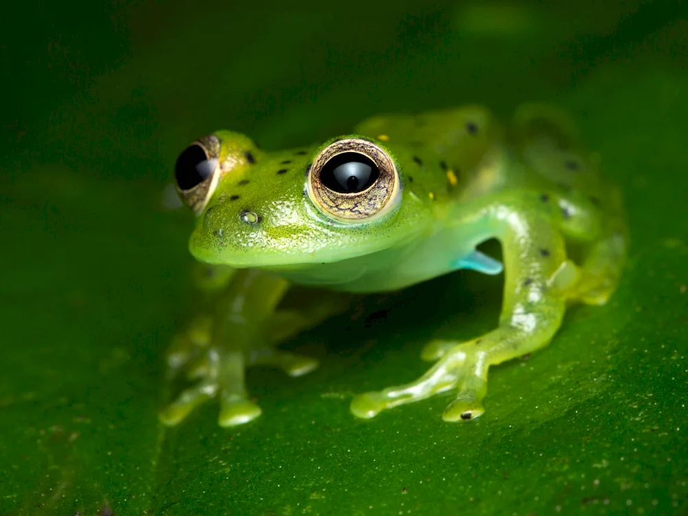 Frog квакша зеленая Эстетика