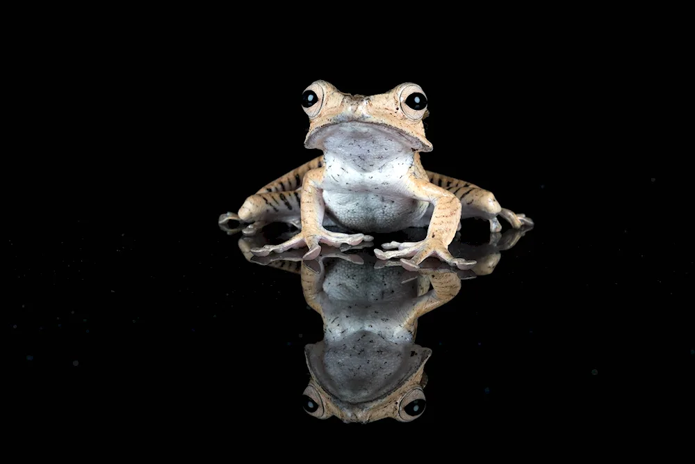 Frog on black background