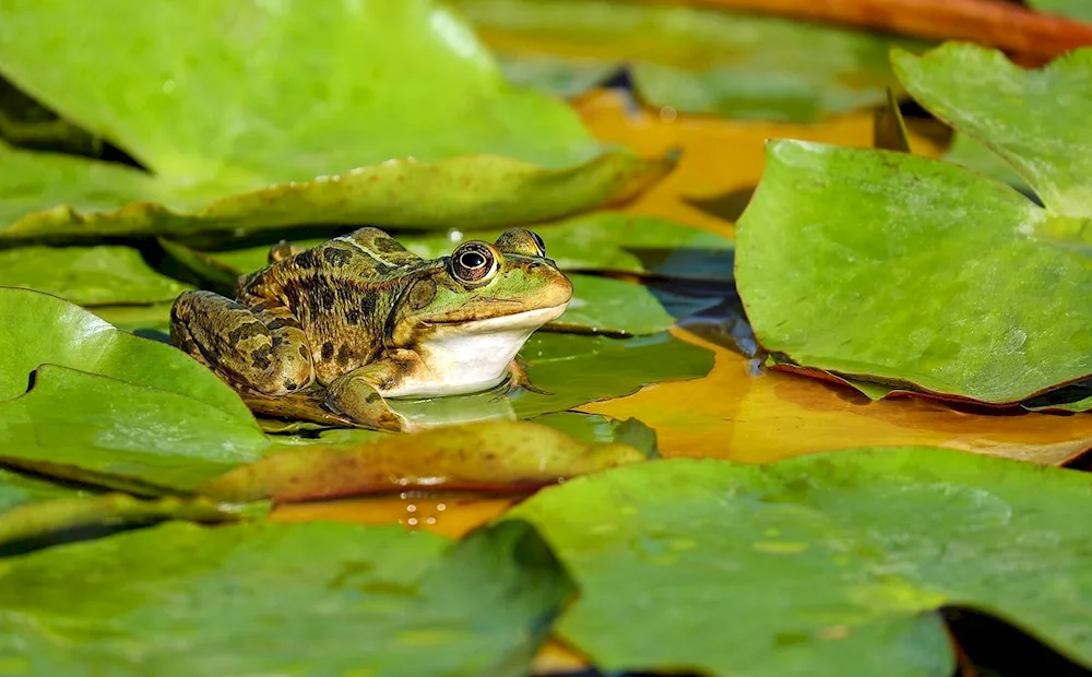 Pond Parotidae