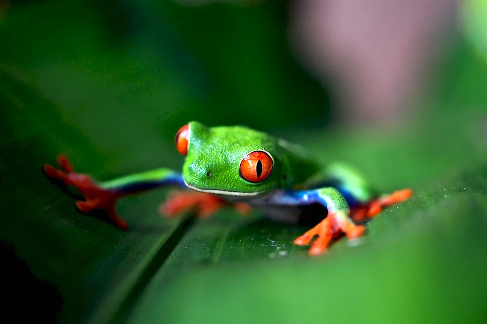 Rainbow frog Green frog