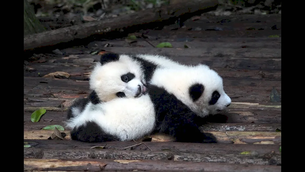 Himalayan Panda
