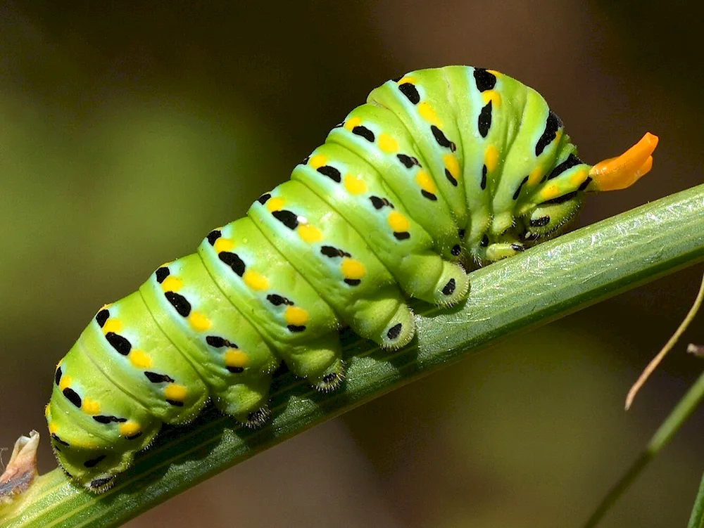 Machaon butterfly larva