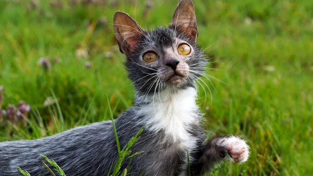 Likoi werewolf cat