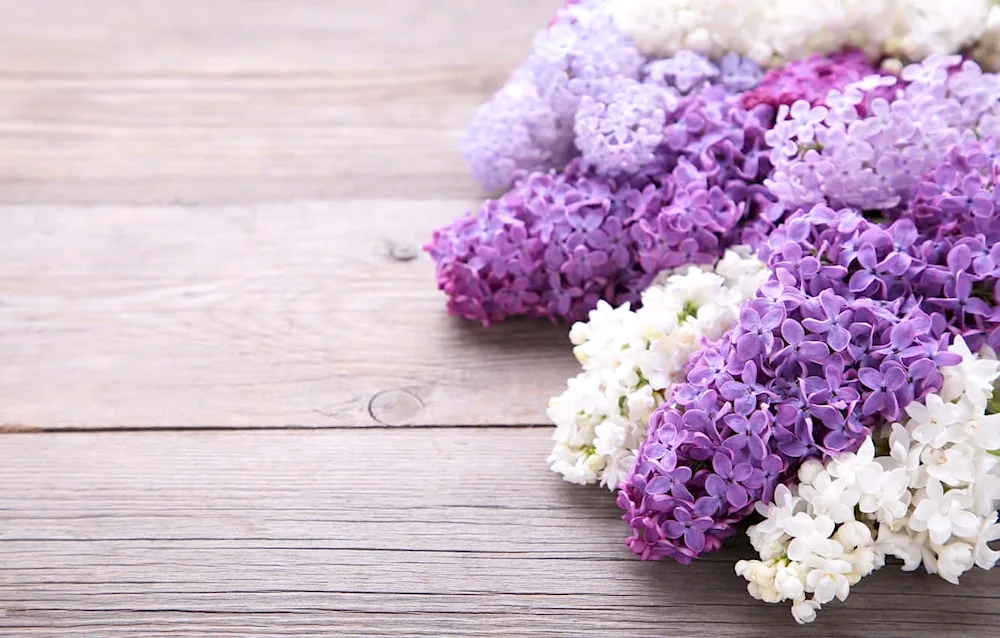 Lilac Flowers lilac