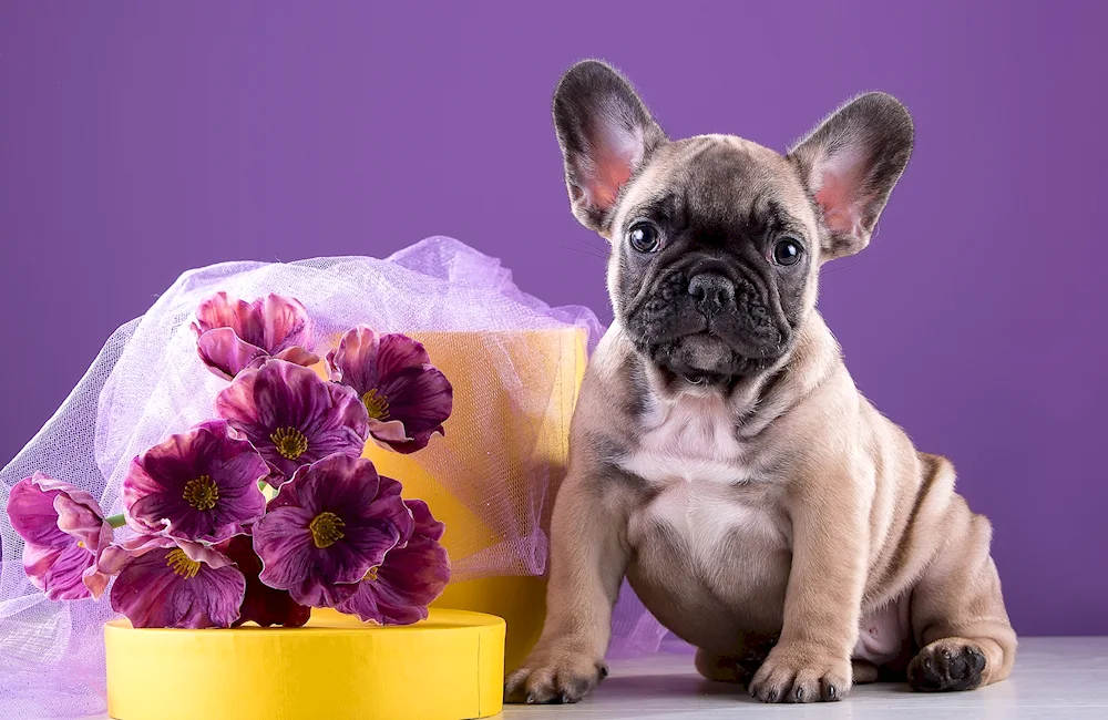 Dog French Bulldog