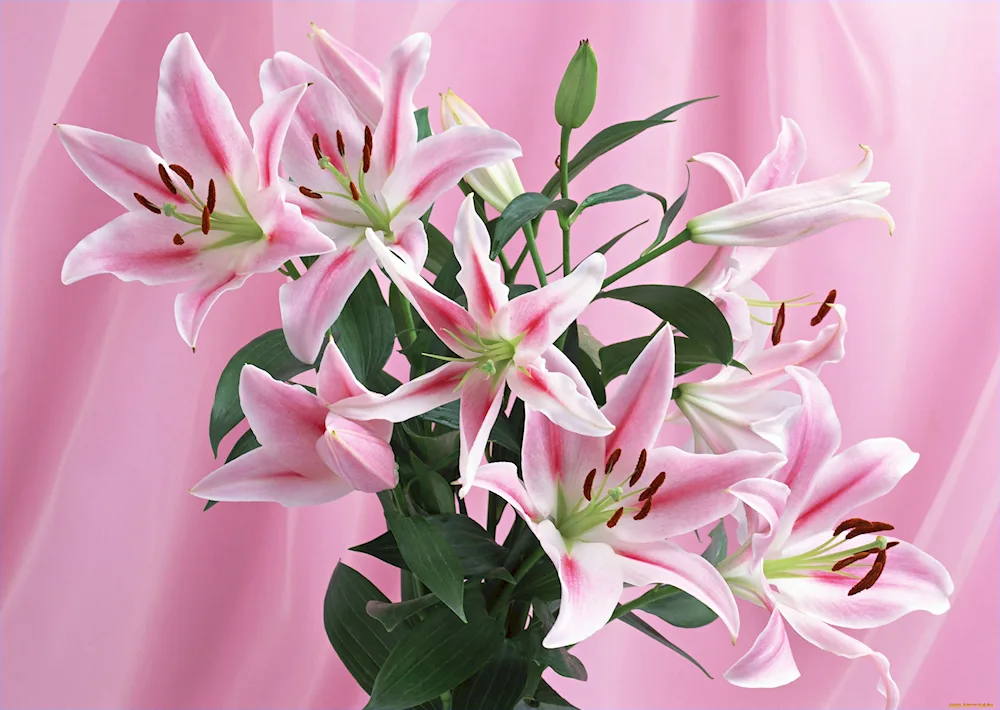 Lilies and gypsophila