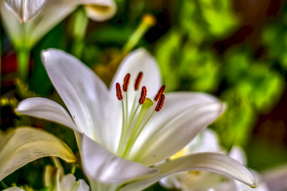 Lily White medicinal lily