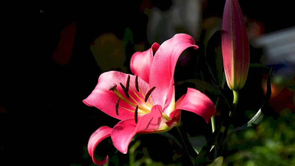 Staron on095 Onyx